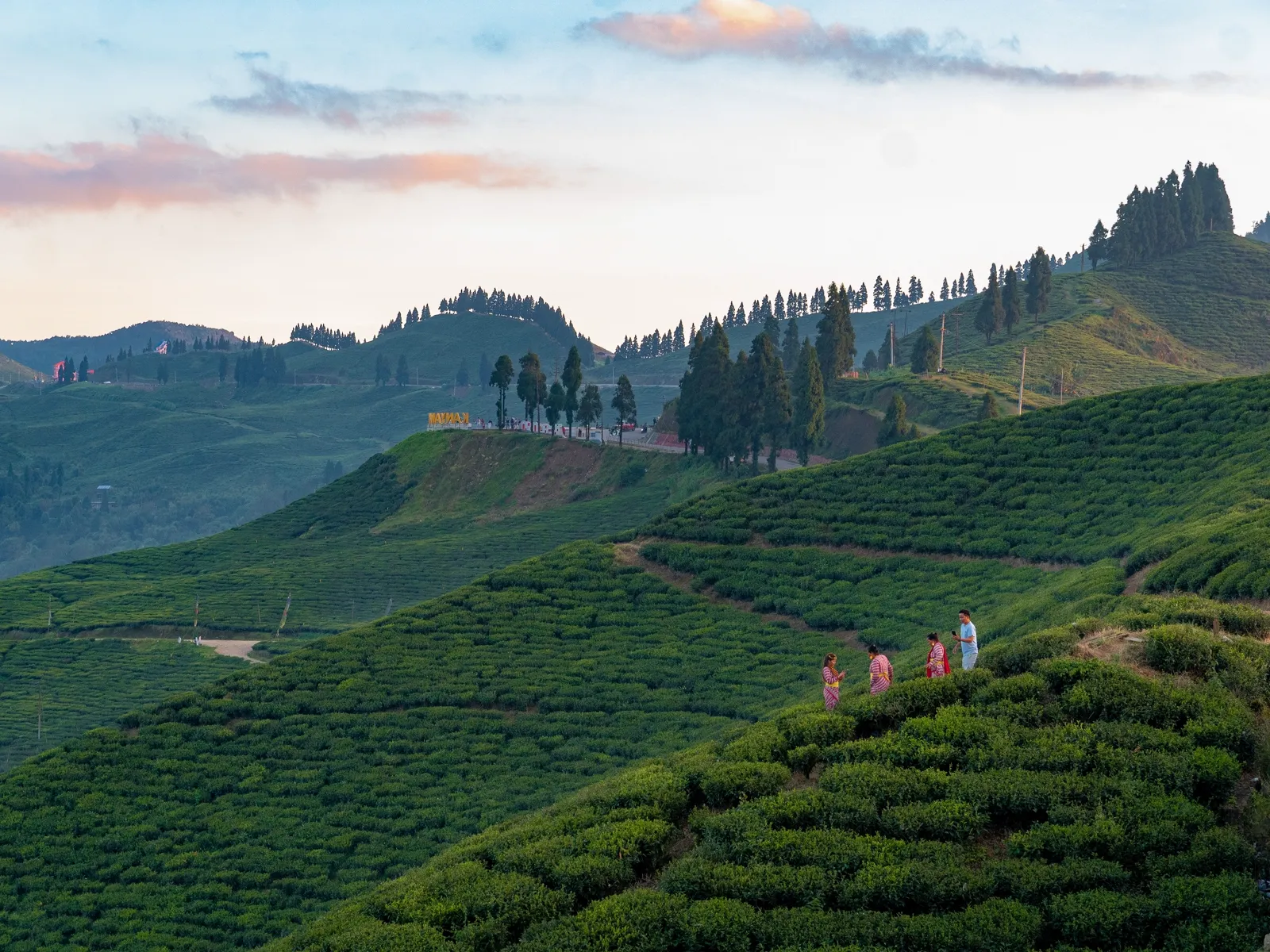 Ilam Tea Hills