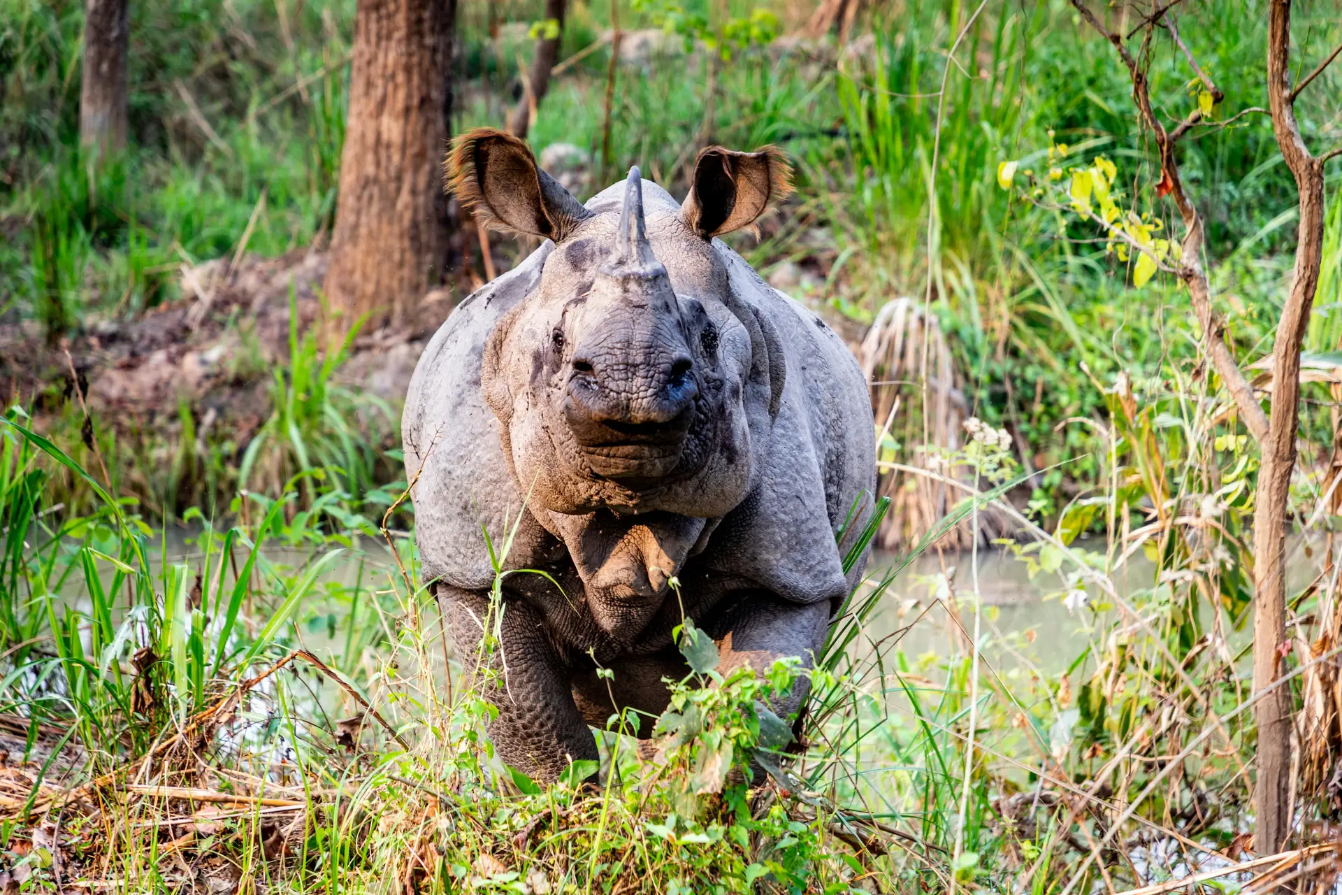 Chitwan Safari